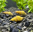 3 Blonde Assassin Snails (Clea Helena) - AquaticMotiv