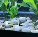 3 Blue Mystery Snails (Pomacea Bridgesii) - AquaticMotiv