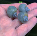 3 Blue Mystery Snails (Pomacea Bridgesii) - AquaticMotiv