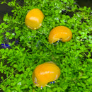 3 Yellow Mystery Snails (Pomacea Bridgesii) - AquaticMotiv