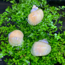 3 Ivory Mystery Snails (Pomacea Bridgesii) - AquaticMotiv