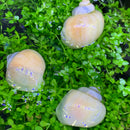 3 Ivory Mystery Snails (Pomacea Bridgesii) - AquaticMotiv