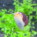 3 Magenta Mystery Snails (Pomacea Bridgesii) - AquaticMotiv