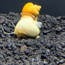 3 Mystery Snail *Variety Pack* (Pomacea bridgesii) - AquaticMotiv