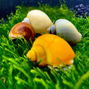 3 Mystery Snail *Variety Pack* (Pomacea bridgesii) - AquaticMotiv