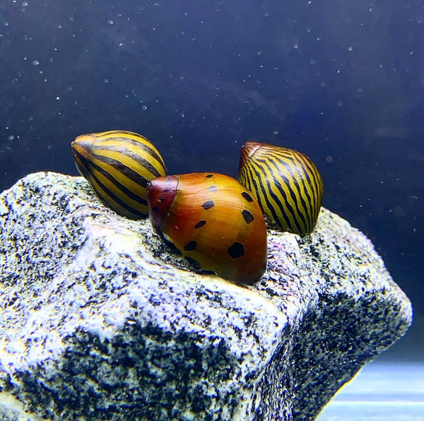 3 Nerite Snail (Mixed Pack) - AquaticMotiv