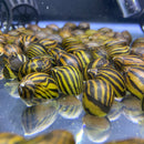 3 Zebra Nerite Snails (NERITINA NATALENSIS) - AquaticMotiv