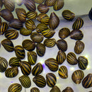 3 Zebra Nerite Snails (NERITINA NATALENSIS) - AquaticMotiv