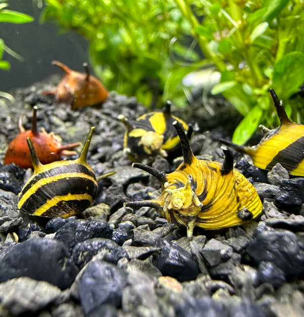 Horned Nerite Snails (Clithon Donovani) Mix - AquaticMotiv