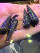 2 Black Devil Spike Snail (Faunus Ater) - AquaticMotiv