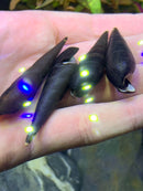 2 Black Devil Spike Snail (Faunus Ater) - AquaticMotiv