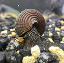 2 Giant Towuti Yellow Spotted Rabbit Snails (TYLOMELANIA TOWUTENSIS) - AquaticMotiv