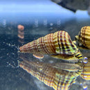 2 Sulawesi King Rabbit Snails (SUPER RARE) - AquaticMotiv