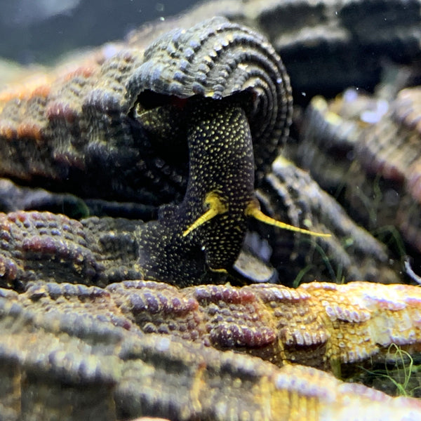 2 Yellow Antenna Sulawesi Rabbit Snails (Tylomelania Sp.) - AquaticMotiv