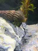 2 Yellow Spot Light Sulawesi Rabbit Snail (Tylomelania Sp.) - AquaticMotiv