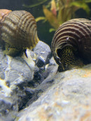 2 Yellow Spot Light Sulawesi Rabbit Snail (Tylomelania Sp.) - AquaticMotiv