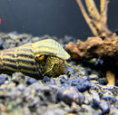 2 Yellow Spot Light Sulawesi Rabbit Snail (Tylomelania Sp.) - AquaticMotiv