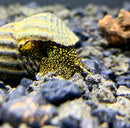 2 Yellow Spot Light Sulawesi Rabbit Snail (Tylomelania Sp.) - AquaticMotiv