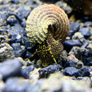 2 Yellow Spot Light Sulawesi Rabbit Snail (Tylomelania Sp.) - AquaticMotiv