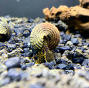 2 Yellow Spot Light Sulawesi Rabbit Snail (Tylomelania Sp.) - AquaticMotiv