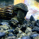 2 Yellow Spotted Sulawesi Rabbit Snail (Tylomelania Sp.) - AquaticMotiv