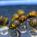 3 Batik Nerite Snails (Neritina c. Variegata) - AquaticMotiv