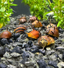3 Orange Thorn Nerite Snails (Clithon Diadema) - AquaticMotiv
