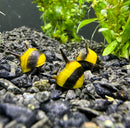 3 Zebra Thorn Nerite Snails (Clithon Diadema) - AquaticMotiv