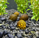 3 Zig Zag Nerite Snails - AquaticMotiv