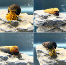 4 Rabbit Snails (Mixed tylomelania sp. Pack) - AquaticMotiv