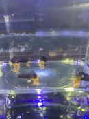 5 BABY Orange Giant Sulawesi Rabbit Snail (Tylomelania Gemmifera 'Orange') - AquaticMotiv