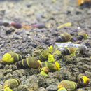 5 BABY Yellow Sulawesi Rabbit Snails (Tylomelania Sarasinorum) - AquaticMotiv