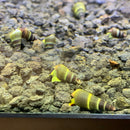 5 BABY Yellow Sulawesi Rabbit Snails (Tylomelania Sarasinorum) - AquaticMotiv