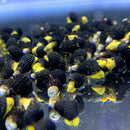 Mini Yellow Rabbit Snail x4 (Tylomelania zemis) - AquaticMotiv