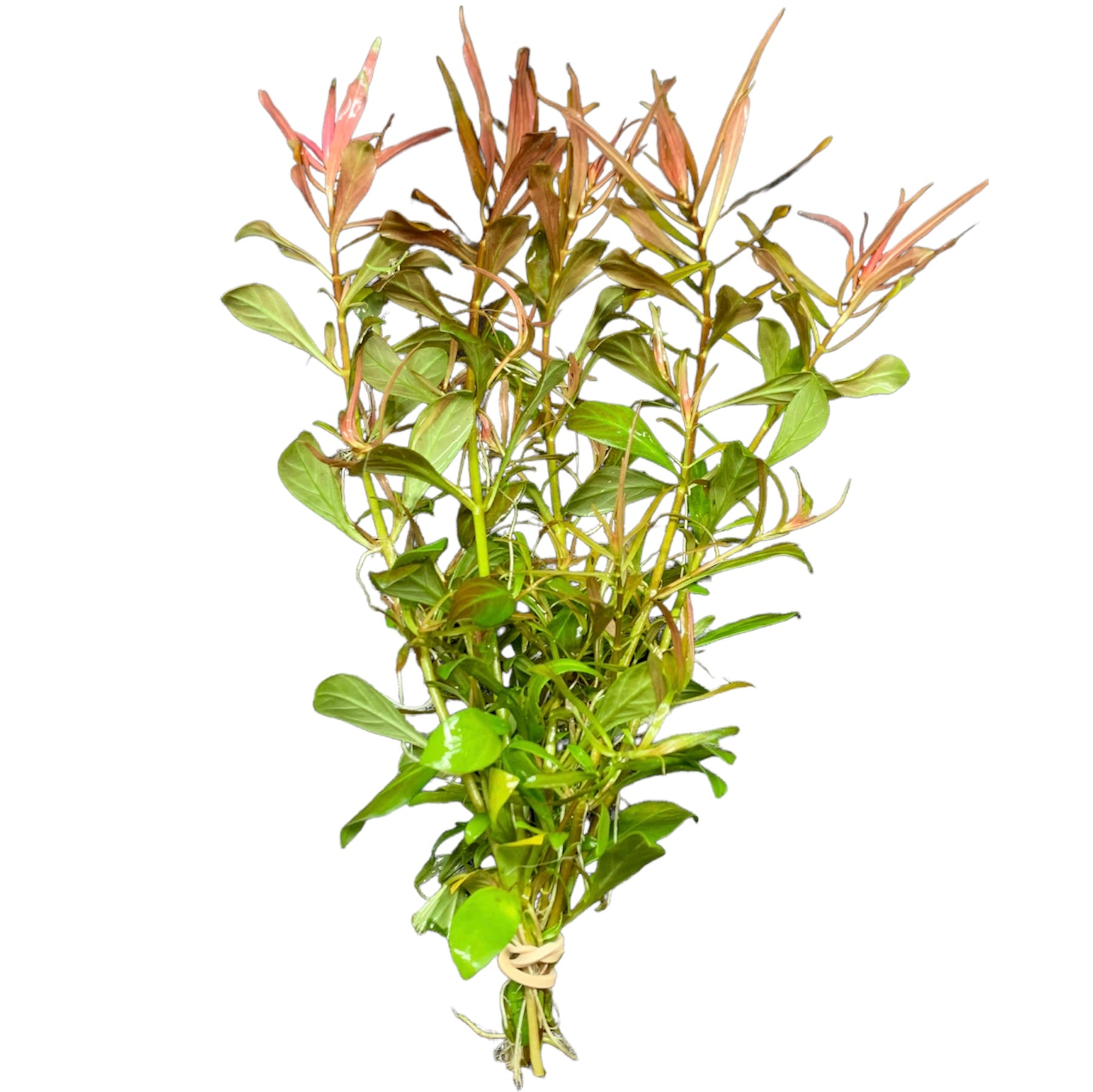 Ludwigia Arcuata (Needle-Leaf Ludwigia) | AquaticMotiv