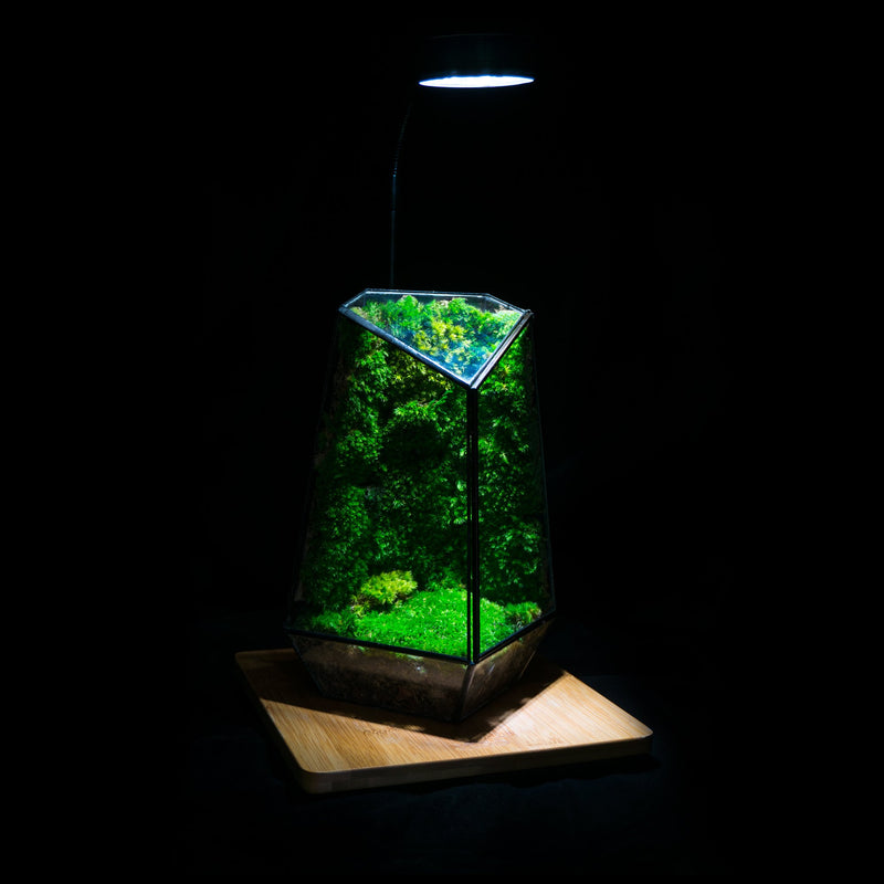 Indoor Plant Geometric Glass Vessel Container for Succulent Moss Plant Terrarium 10.5" High - AquaticMotiv