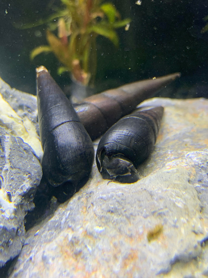 2 Black Devil Spike Snail (Faunus Ater) - AquaticMotiv