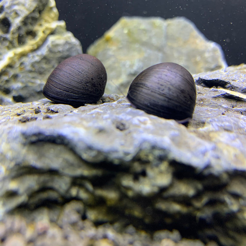 3 Black Military Helmet Snails (Neritina Pulligera) - AquaticMotiv