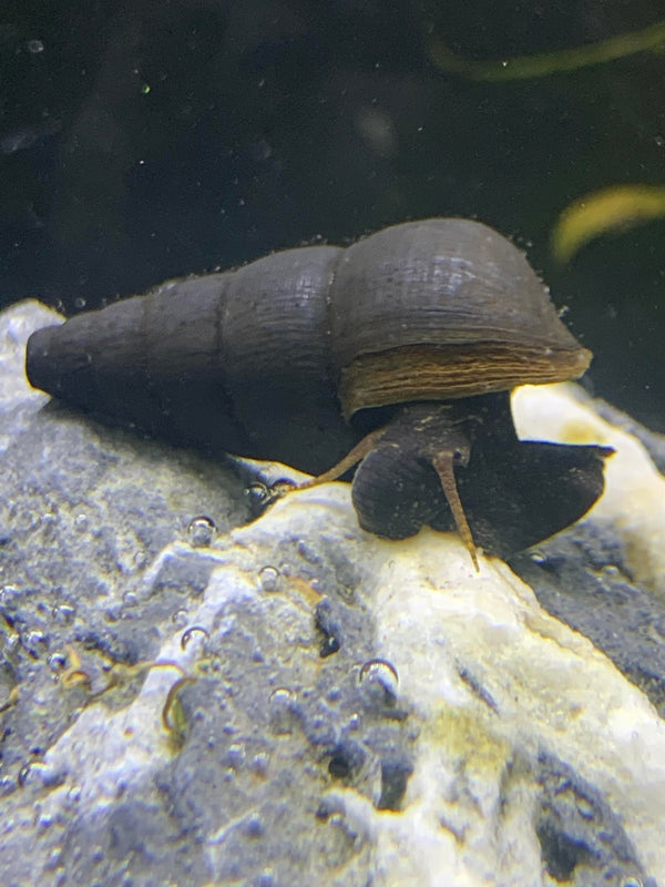 2 Black Panther Snails (Sulcospira testudinaria) - AquaticMotiv