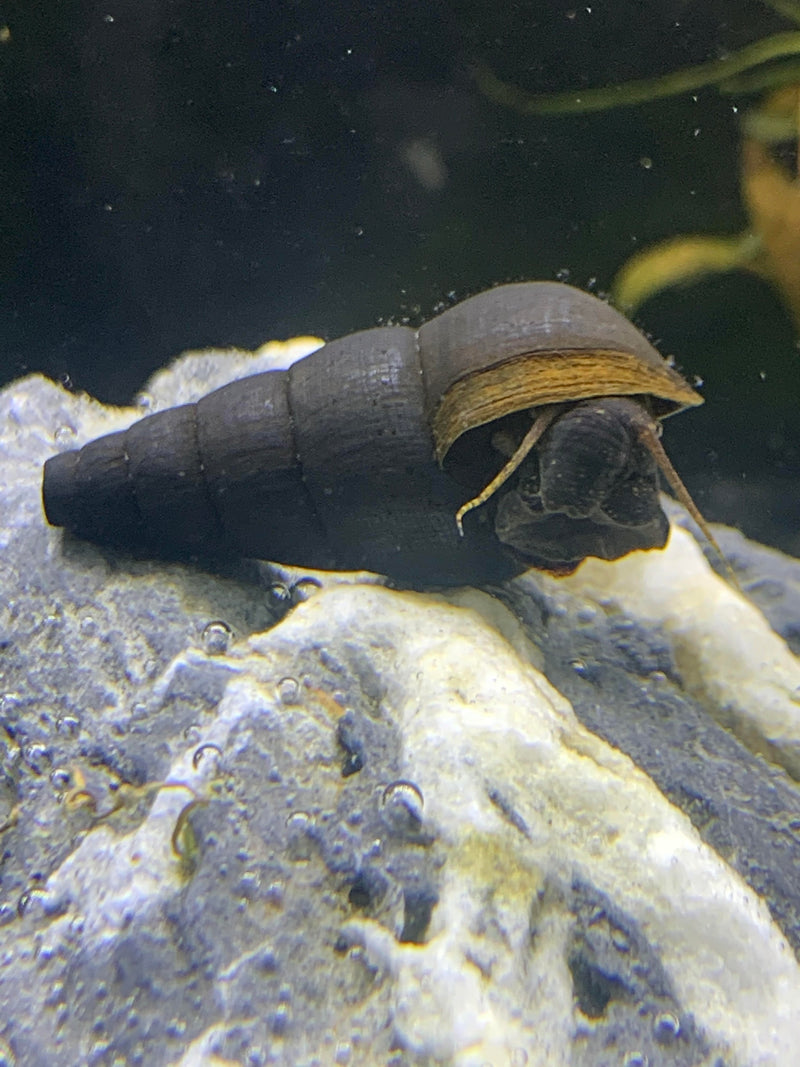 2 Black Panther Snails (Sulcospira testudinaria)