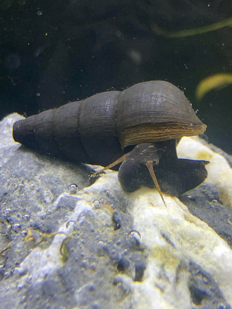 2 Black Panther Snails (Sulcospira testudinaria) - AquaticMotiv