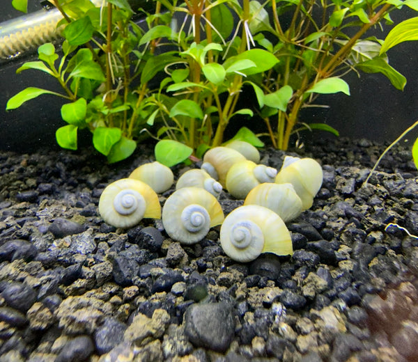 10x Blue Mystery Snails (Pomacea Bridgesii) - AquaticMotiv