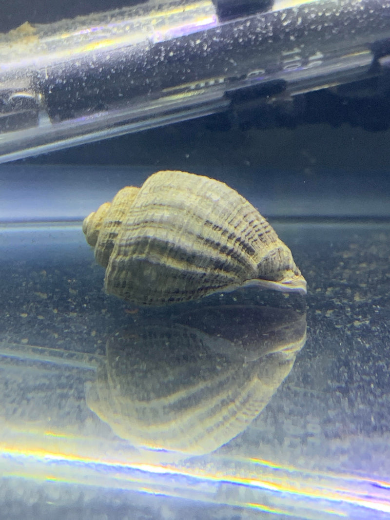 Miratesta Celebensis Snail x2 - AquaticMotiv