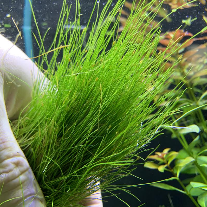 Dwarf Hairgrass (Eleocharis Parvula) Plant Mat 3X5 Aquarium Plant