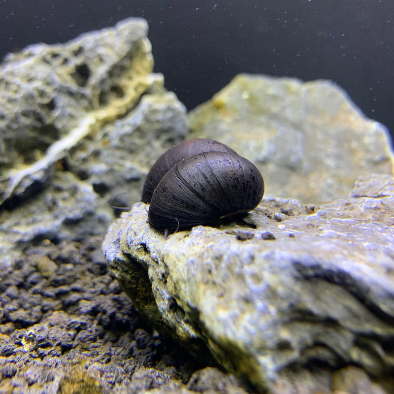 3 Black Military Helmet Snails (Neritina Pulligera) - AquaticMotiv