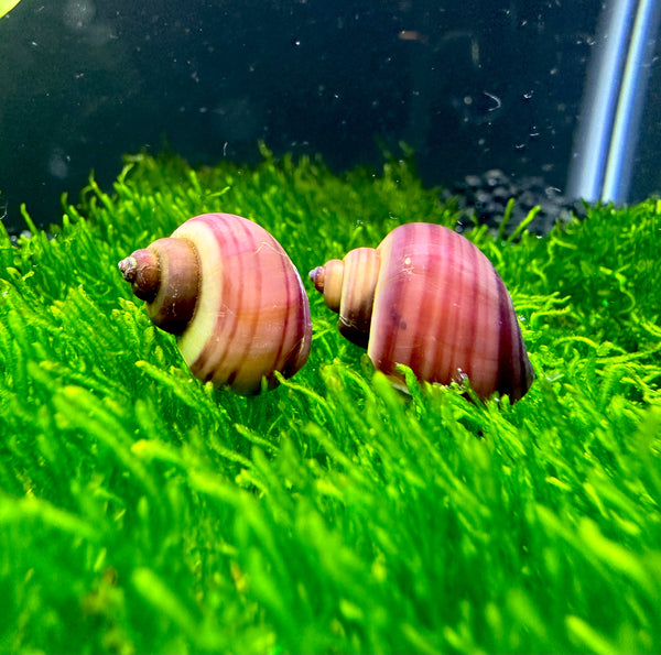 3 Magenta Mystery Snails (Pomacea Bridgesii)