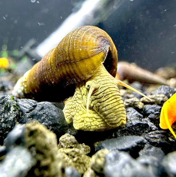 2 Wild Green Rabbit Snails (Tylomelania Sp.) | AquaticMotiv