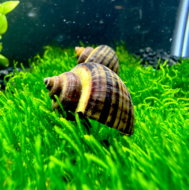 3 Black Mystery Snails (Pomacea Bridgesii)