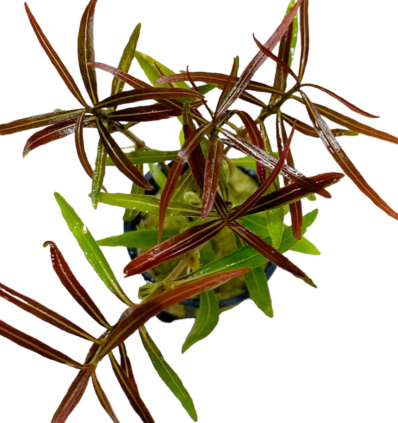 Hygrophila Araguaia (Hygro Lancea 'Araguaia') Potted
