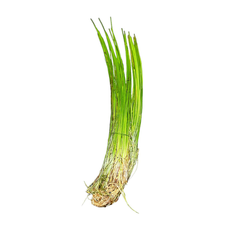 Dwarf Hairgrass (Eleocharis Parvula) Clump x12 ($3.25/ea)